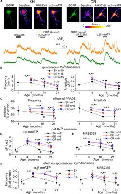 Age- and Experience-Related Plasticity of ATP-Mediated Signaling in the Neocortex